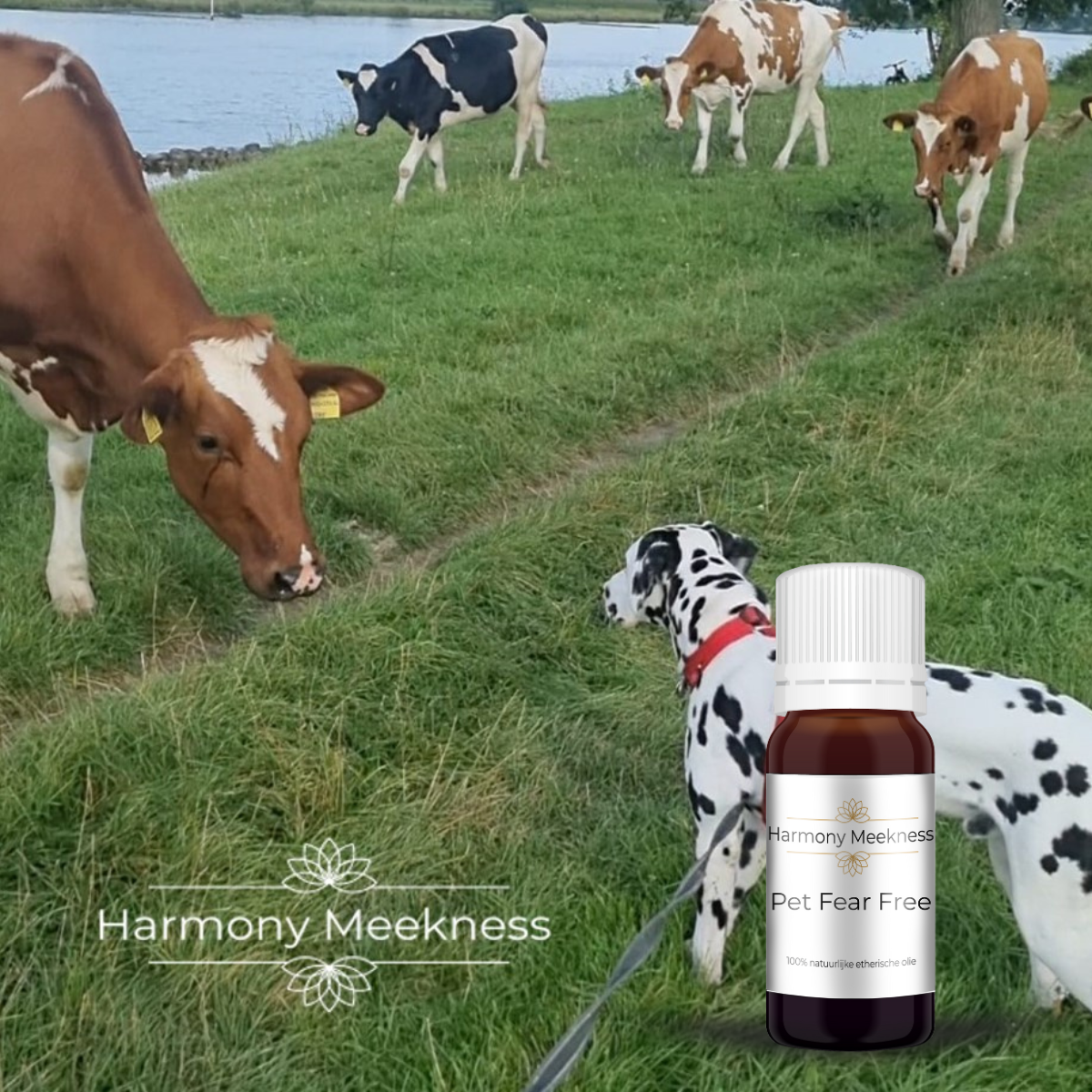 Etherische olie | Pet Fear Free | 10 ml.