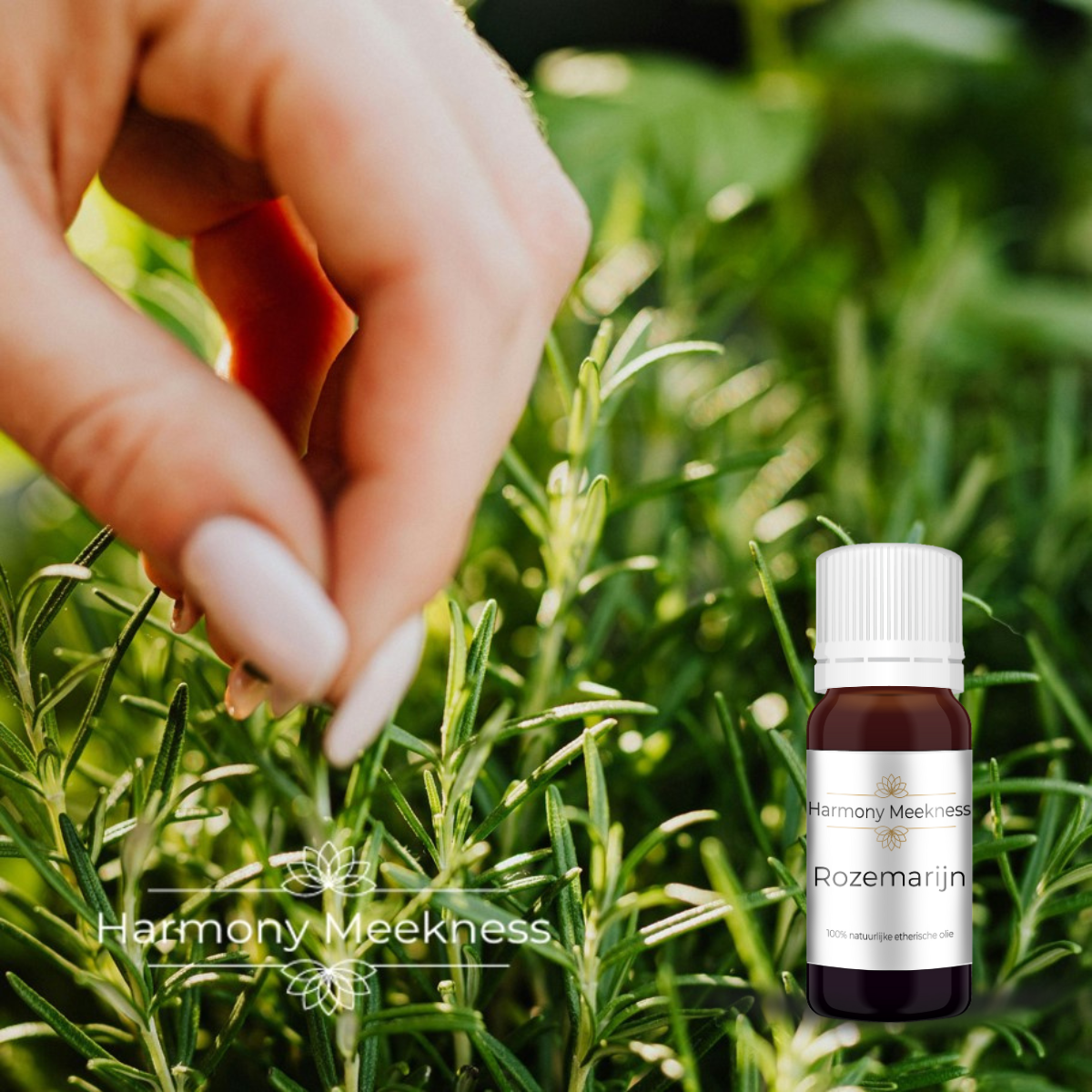 Etherische olie | Rozemarijn | 10 ml.