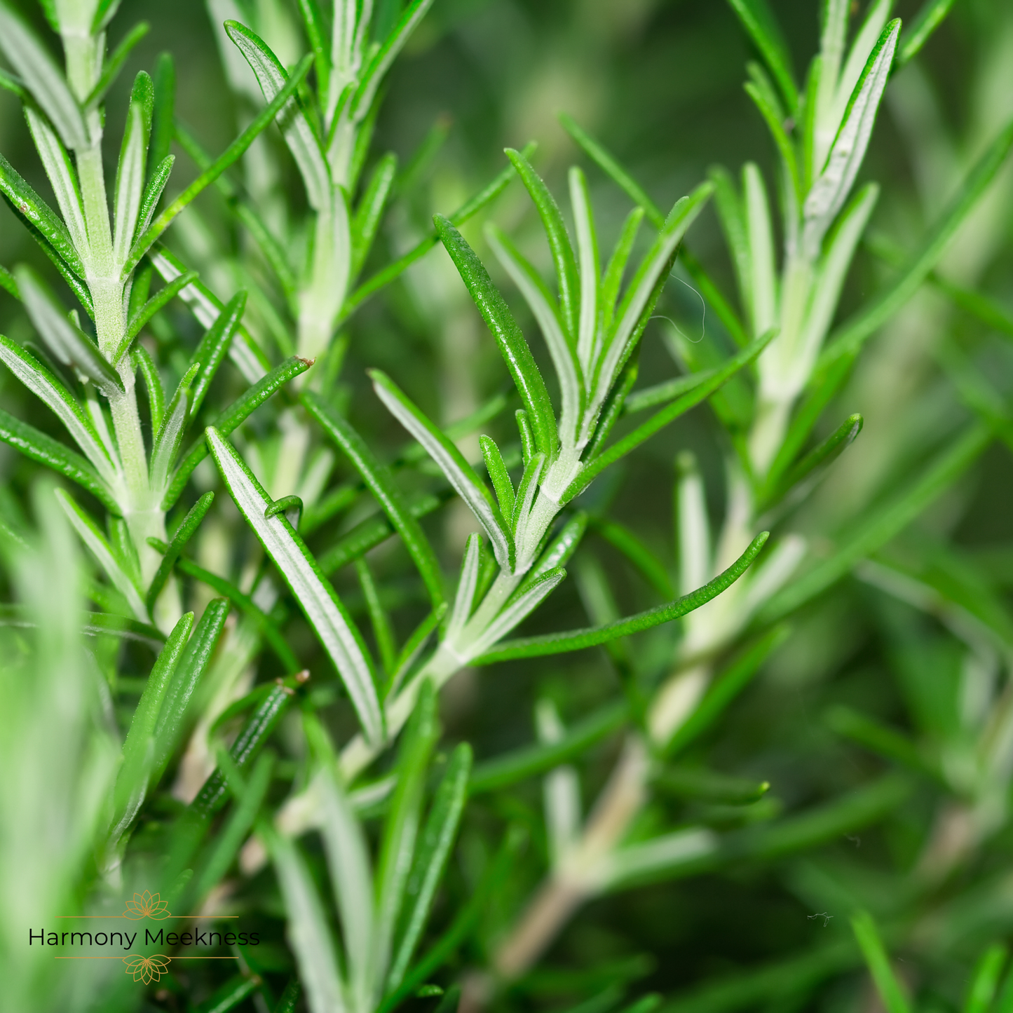 Natuurlijke verzorging | Conditioner | Rosemary |50 gram