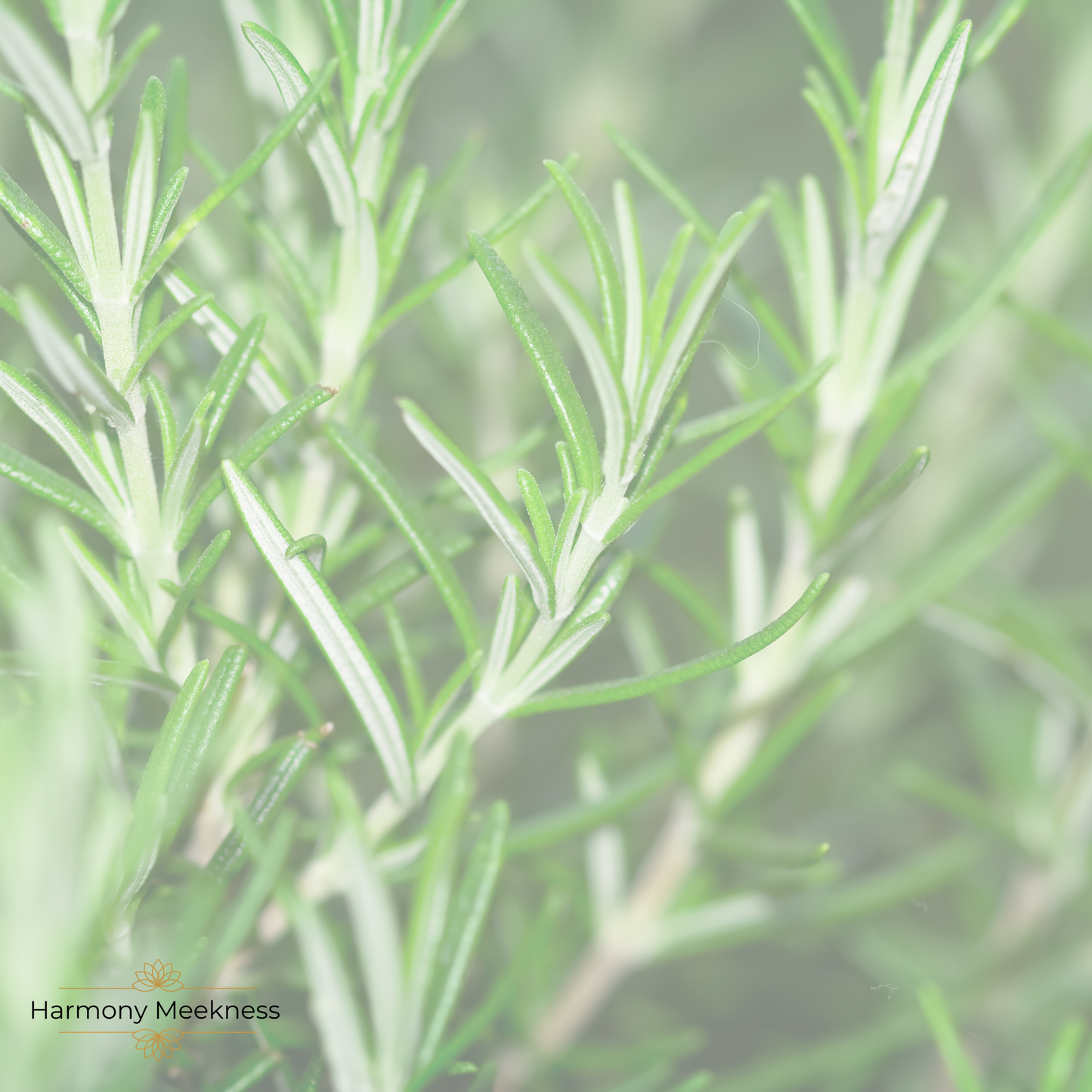 Natuurlijke verzorging | Conditioner | Rosemary |50 gram