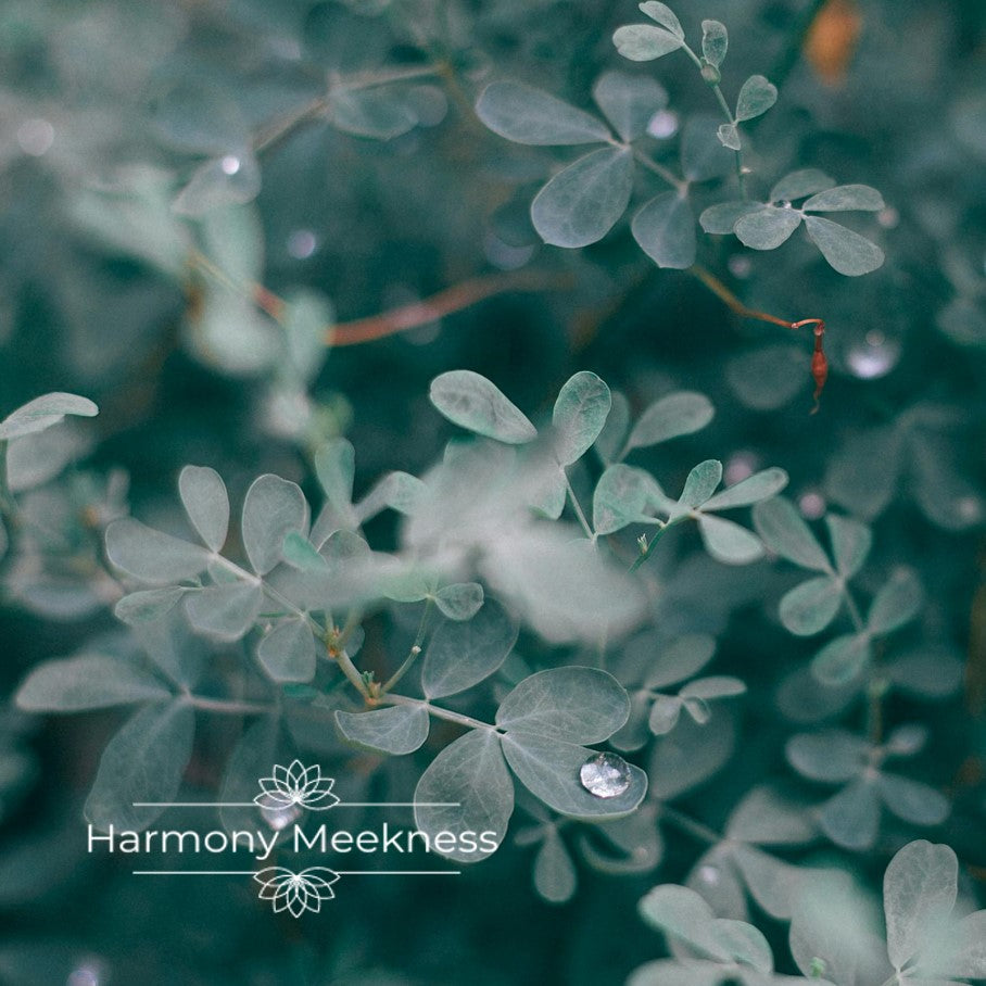 Etherische olie | Eucalyptus | 10 ml.